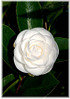 Kamelie Camellia japonica ´Perfection White` (2)