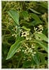 Kampferbaum, Zimtlorbeer Cinnamomum camphora (2)