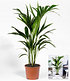 Kentia Palme,1 Pflanze (2)