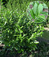 Kirschlorbeer-Hecke,1 Pflanze (2)