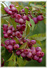 Kirschmyrte Syzygium paniculatum (2)