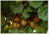 Kiwi (selbstfruchtend) Actinida ´Jenny` (2)