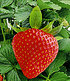 Kletter-Erdbeere "Hummi®",3 Pflanzen (2)