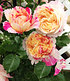 Kletter-Rose "Julie Andrieu®",1 Pflanze (2)