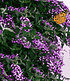 Kletternde Buddleia "Schmetterlingswand®",1 Pflanze Sommerflieder (2)