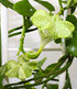 Kletternde Leuchterblume,1 Pflanze (2)