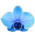 Königsblaue Phalaenopsis, 2 Triebe,1 Pflanze (2)