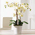 Kunstpflanze Orchideentopf Elegance (2)