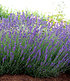 Lavendel "Blue Jeans",3 Pflanzen (2)