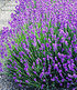 Lavendel-Kollektion,9 Pflanzen (2)