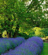 Lavendel "Phenomenal®", 3 Pflanzen (2)