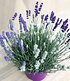Lavendel-Trio "Bee Zee",1 Pflanze (2)