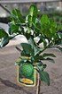 Limettenbaum (Kaffir Limette) - Citrus hystrix (2)