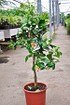 Limettenbaum (Persische Limette) Spanische - Citrus latifolia (2)