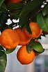 Limettenbaum (Rangpur Limette, Lima rossa) - Citrus limonia Osbeck (2)