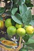 Limettenbaum (Römische Limette) - Citrus limetta Pursha (2)