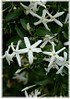 Madeira-Jasmin Jasminum azoricum (2)
