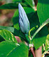 Magnolie "Blue Opal",1 Pflanze (2)
