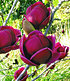 Magnolie "Genie®", 1 Pflanze (2)