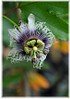 Maracuja, Passionsfrucht Passiflora edulis x colvilii (2)