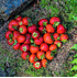 Mein schöner Garten 4-Monats-Erdbeere 'Lucky Berry'® (2)
