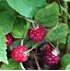 Mein schöner Garten 4-Monats-Himbeere 'Lucky Berry'® (2)