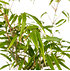 Mein schöner Garten Bambus Fargesia Rufa (2)