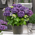 Mein schöner Garten Bauernhortensie 'Forever & Ever'® Purple (2)