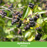 Mein schöner Garten Bienen- und Vogelfreundliche Nährgehölzhecke 'Futtermagnet' 5er-Set (2)