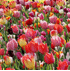 Mein schöner Garten Blumenzwiebel Tulpen-Mix 'Triumph' (2)