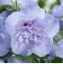 Mein schöner Garten Gartenhibiskus 'Blue Chiffon'® (2)
