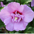 Mein schöner Garten Gartenhibiskus 'Lavender Chiffon'® (2)