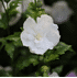 Mein schöner Garten Gartenhibiskus 'White Chiffon'® (2)