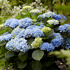 Mein schöner Garten Gartenhortensie 'Magical Revolution'® blau (2)