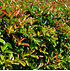 Mein schöner Garten Glanzmispel 'Carré Rouge' 6 Pflanzen (2)