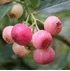 Mein schöner Garten Heidelbeere 'Pink Lemonade'® (2)