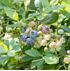 Mein schöner Garten Heidelbeere 'Sunshine Blue'® (2)