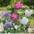 Mein schöner Garten Hibiskus 'Three Sisters'® (2)