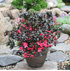Mein schöner Garten Japanische Azalee 'Little Red' (2)