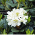 Mein schöner Garten Japanische Azalee 'Schneeperle'® (2)