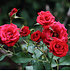 Mein schöner Garten Kletterrose 'Red Flame'® (2)