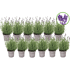 Mein schöner Garten Lavendel Angustifolia Set (2)