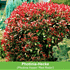 Mein schöner Garten Photinia Hecken-Set "Trend", 10 Pflanzen (2)
