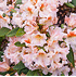 Mein schöner Garten Rhododendron 'Bernstein' (2)