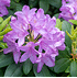 Mein schöner Garten Rhododendron 'Catawbiense Boursault' (2)