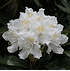 Mein schöner Garten Rhododendron 'Cunningham's White' (2)