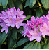 Mein schöner Garten Rhododendron 'Englisch Roseum' (2)
