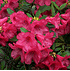Mein schöner Garten Rhododendron Hybride 'Elizabeth' (2)