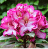 Mein schöner Garten Rhododendron Hybride 'Hans Hachmann' (2)