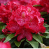 Mein schöner Garten Rhododendron Hybride 'Junifeuer' (2)